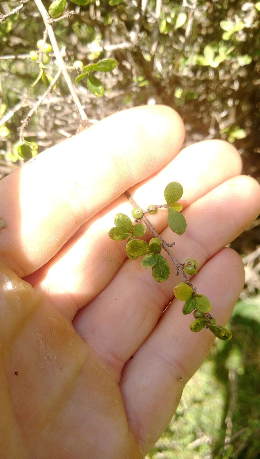 Imagem de Coprosma parviflora Hook. fil.