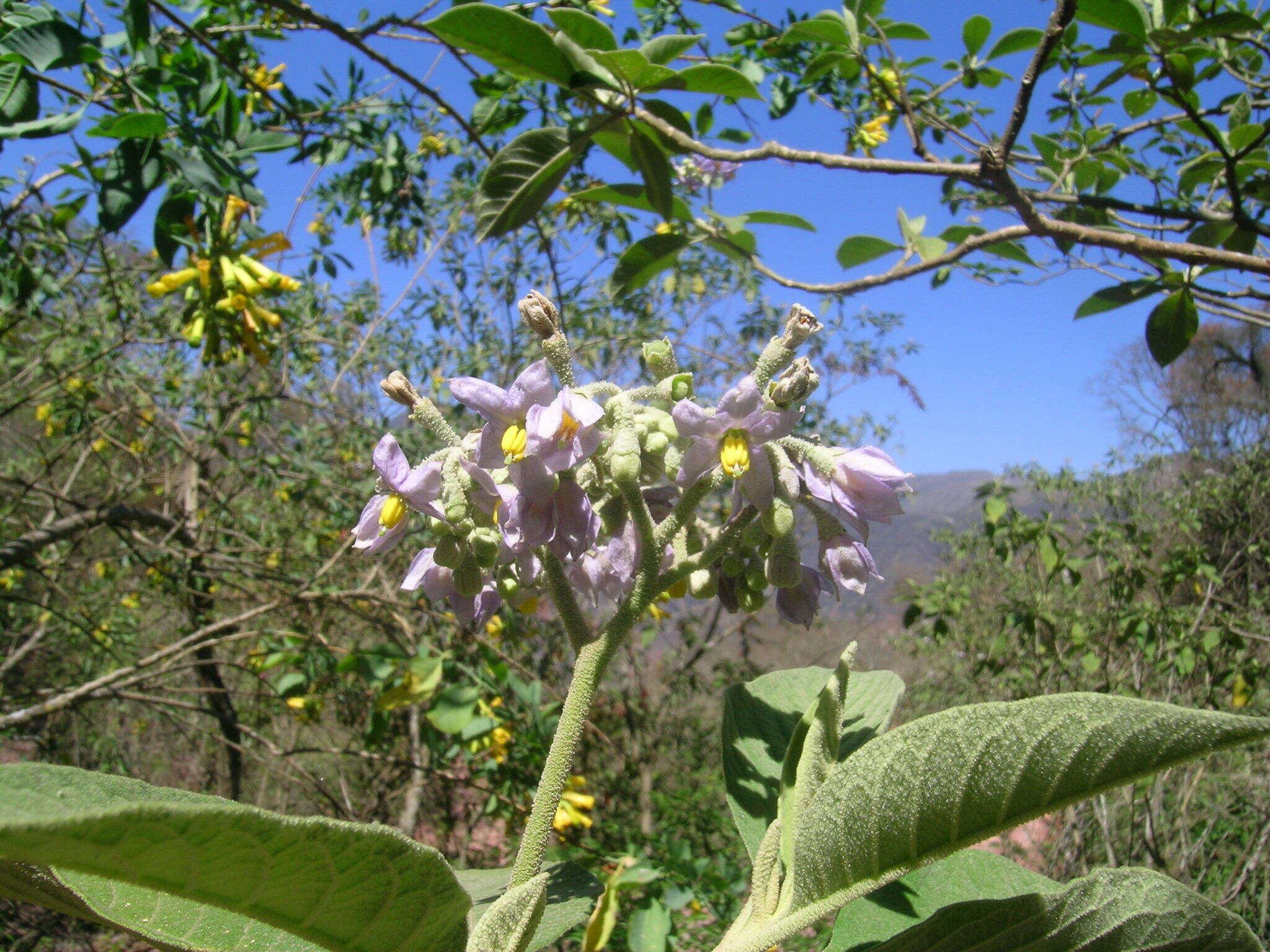 Image of Solanum riparium Pers.