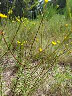 Image of Dress' goldenaster