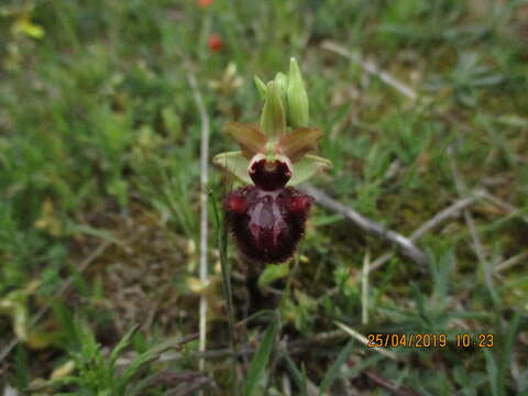 Image of Ophrys sphegodes subsp. atrata (Rchb. fil.) A. Bolòs