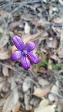 Image of Purple enamel orchid