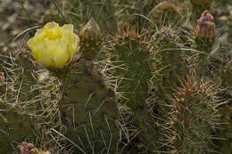 Opuntia × charlestonensis的圖片