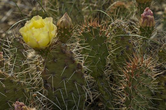 Opuntia × charlestonensis resmi