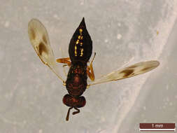 Image of <i>Spaniopus peisonis</i>