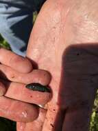 Image of Everglades Pygmy Sunfish