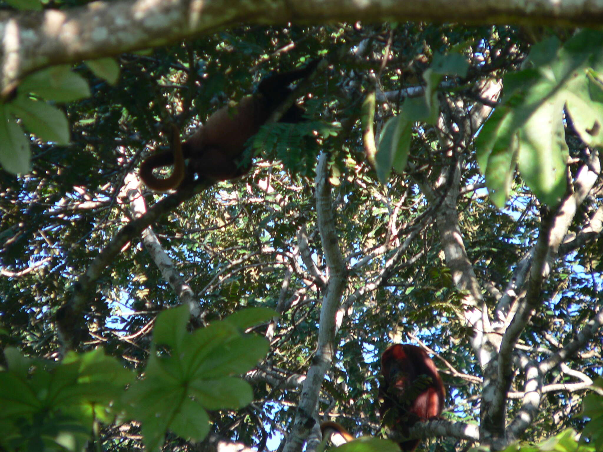 Image of ursine howler monkey