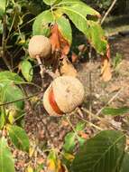 Imagem de Aesculus parviflora Walt.