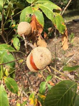 Imagem de Aesculus parviflora Walt.