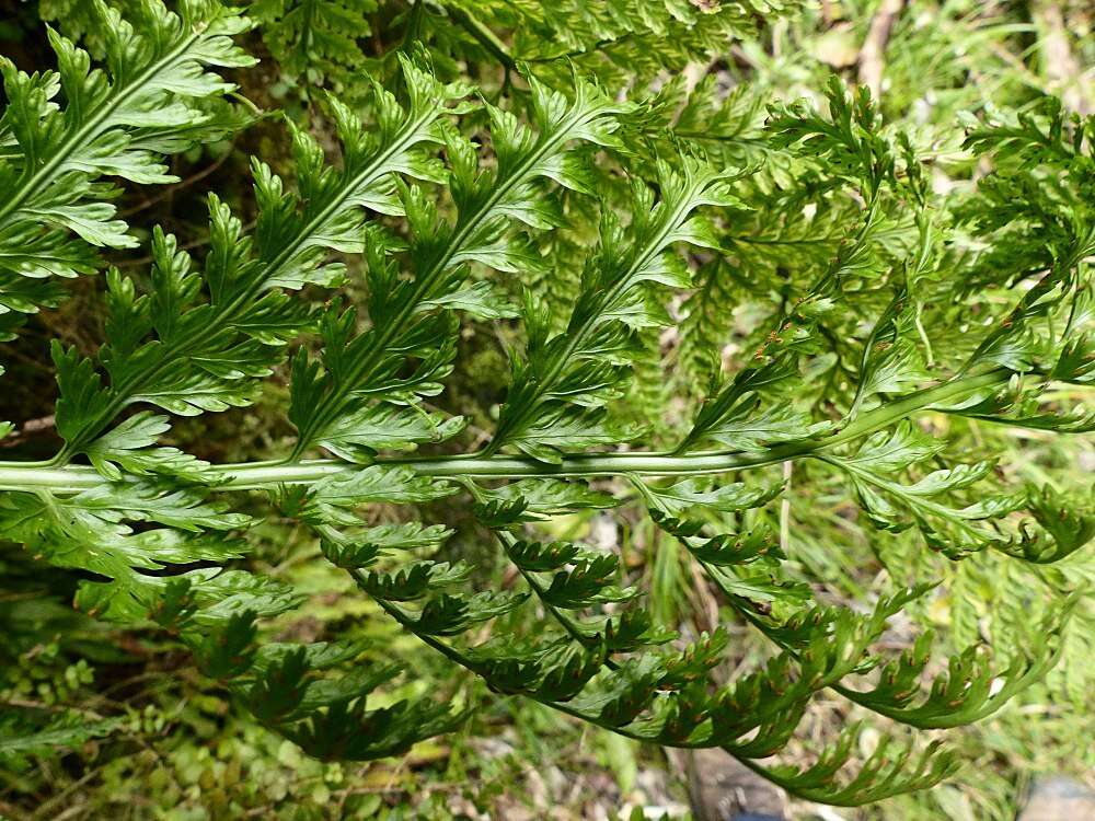 Image of Asplenium bulbiferum Forst.