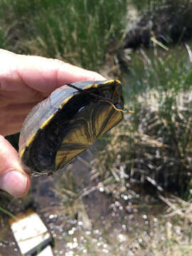 Image of Yellow Mud Turtle