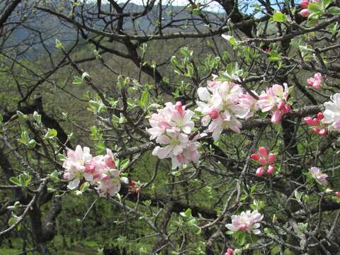 Plancia ëd Malus sylvestris subsp. orientalis (Uglitzk.) Browicz