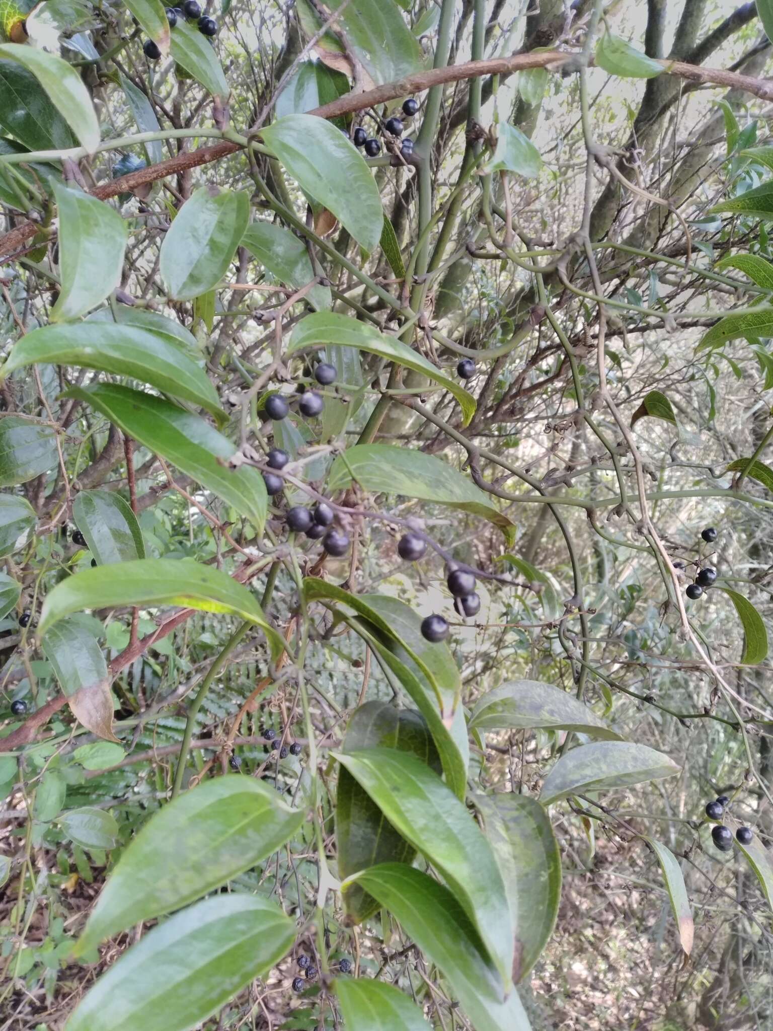 Image of Smilax bracteata C. Presl