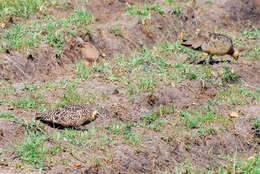 Image of Yellow-throated Sandgrouse