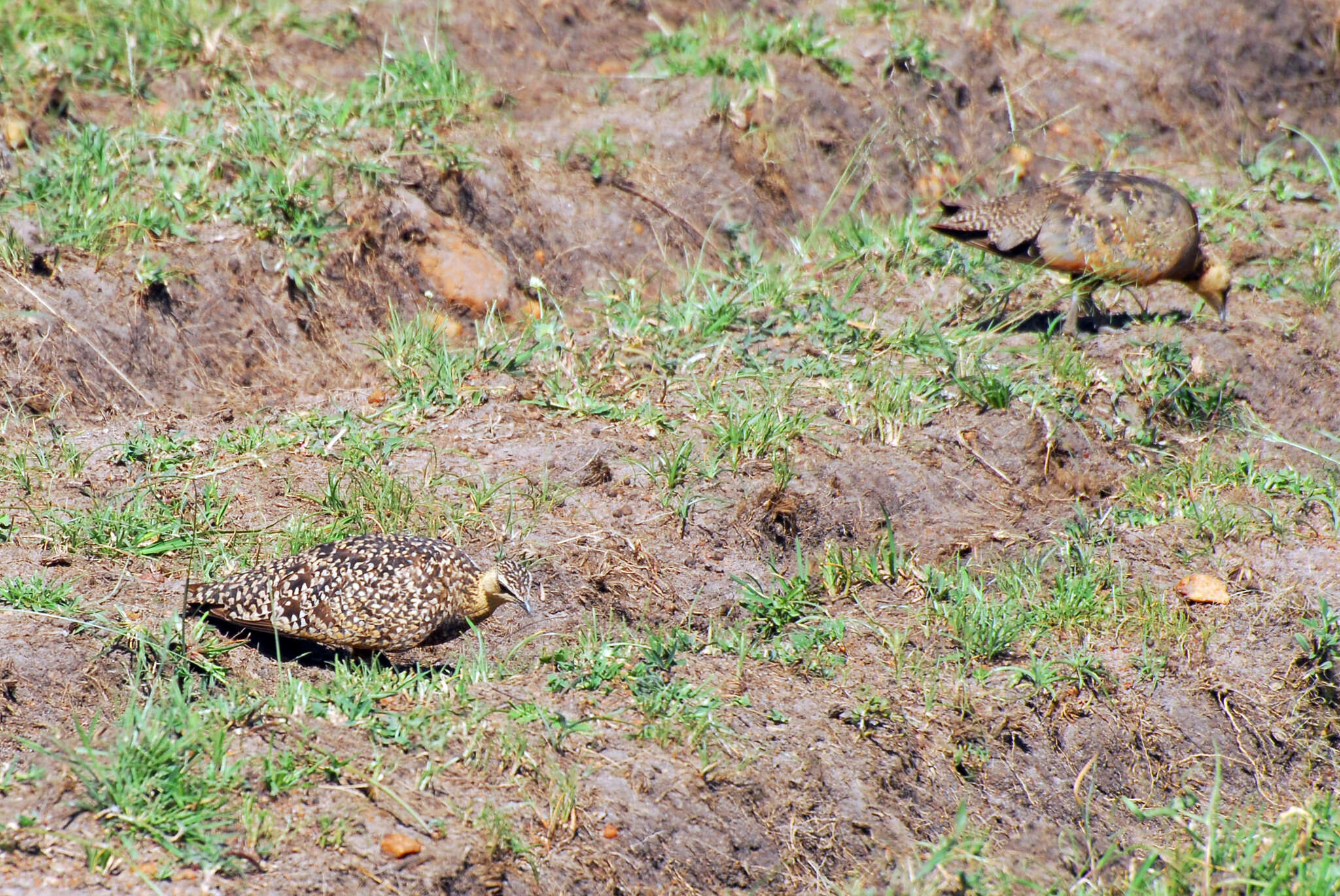 Image of Yellow-throated Sandgrouse