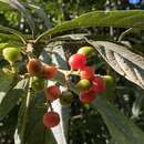 Image of Cordia hatschbachii J. S. Mill.