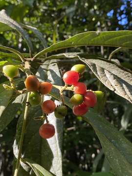 Image of Cordia hatschbachii J. S. Mill.