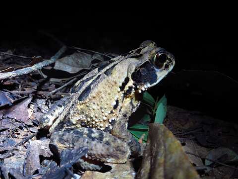 Image of Dark Green Toad