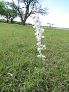 Delphinium carolinianum subsp. virescens (Nutt.) R. E. Brooks的圖片