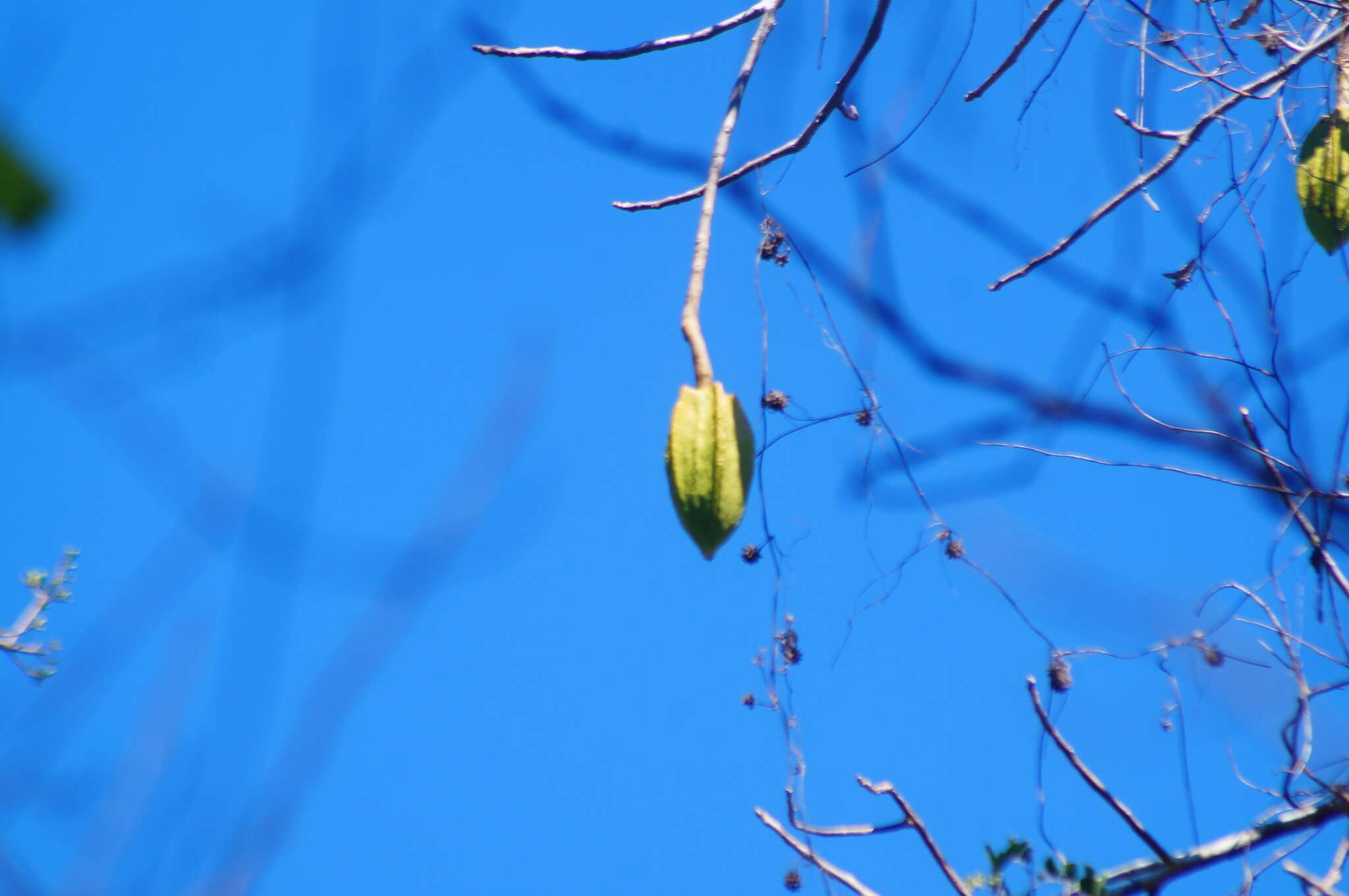 Image of Jacaratia mexicana A. DC.