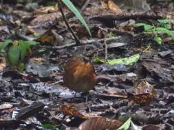 Image of Everett's Thrush