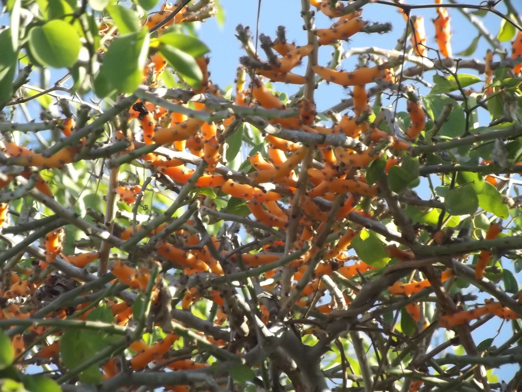 Image of Pereskiopsis porteri (Brandegee ex F. A. C. Weber) Britton & Rose