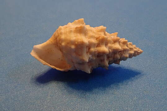 Image of Cerithium echinatum Lamarck 1822