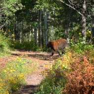 Image of West Mexican Black Bear