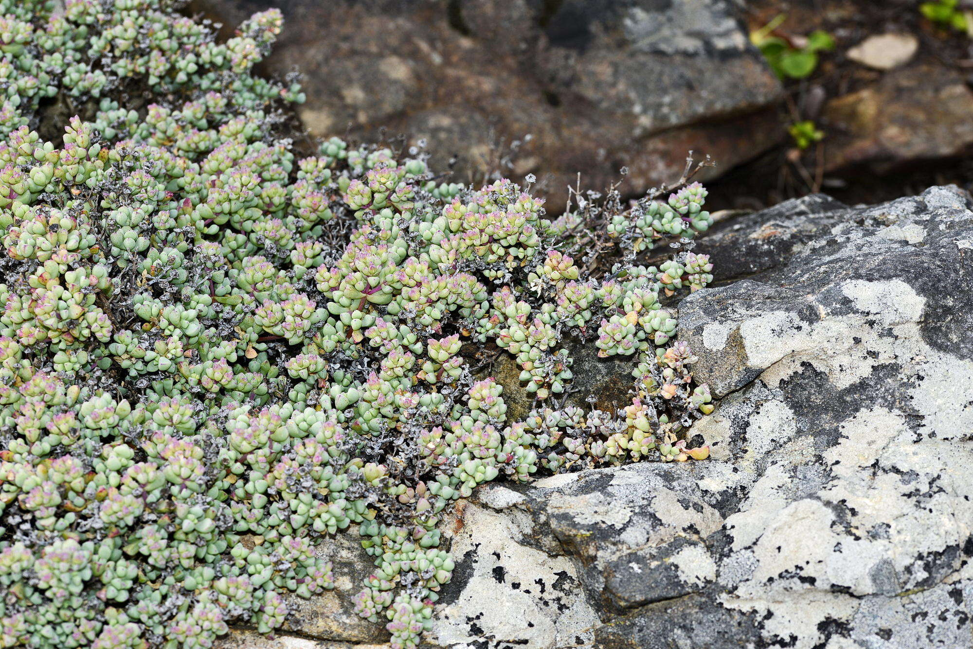 Imagem de Oscularia piquetbergensis (L. Bol.) H. E. K. Hartm.