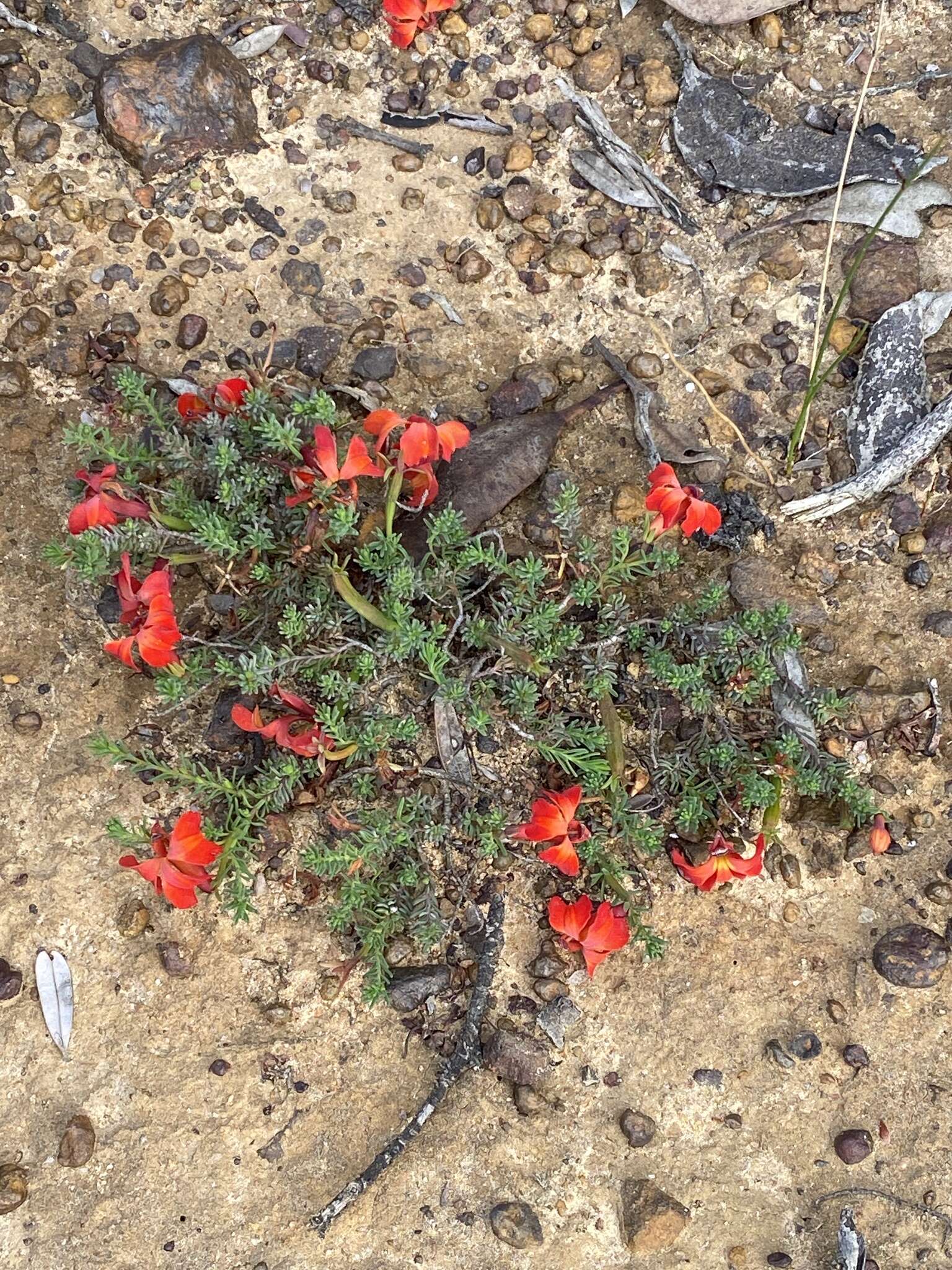 Image of Red Leschenaultia