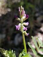 Image of elegant milkvetch