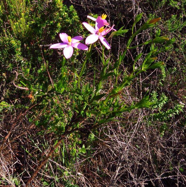 صورة Chironia tetragona L. fil.