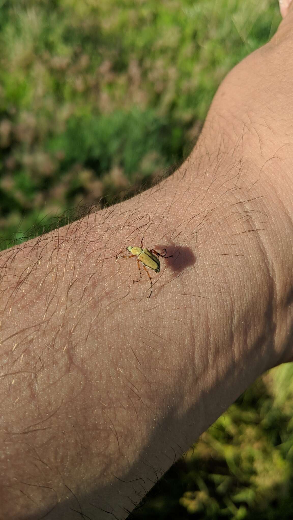 Image of Rose Chafer