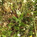 Image de Crepis neglecta subsp. graeca (Vierh.) Rech. fil.