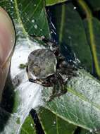 Image of Araneus horizonte Levi 1991