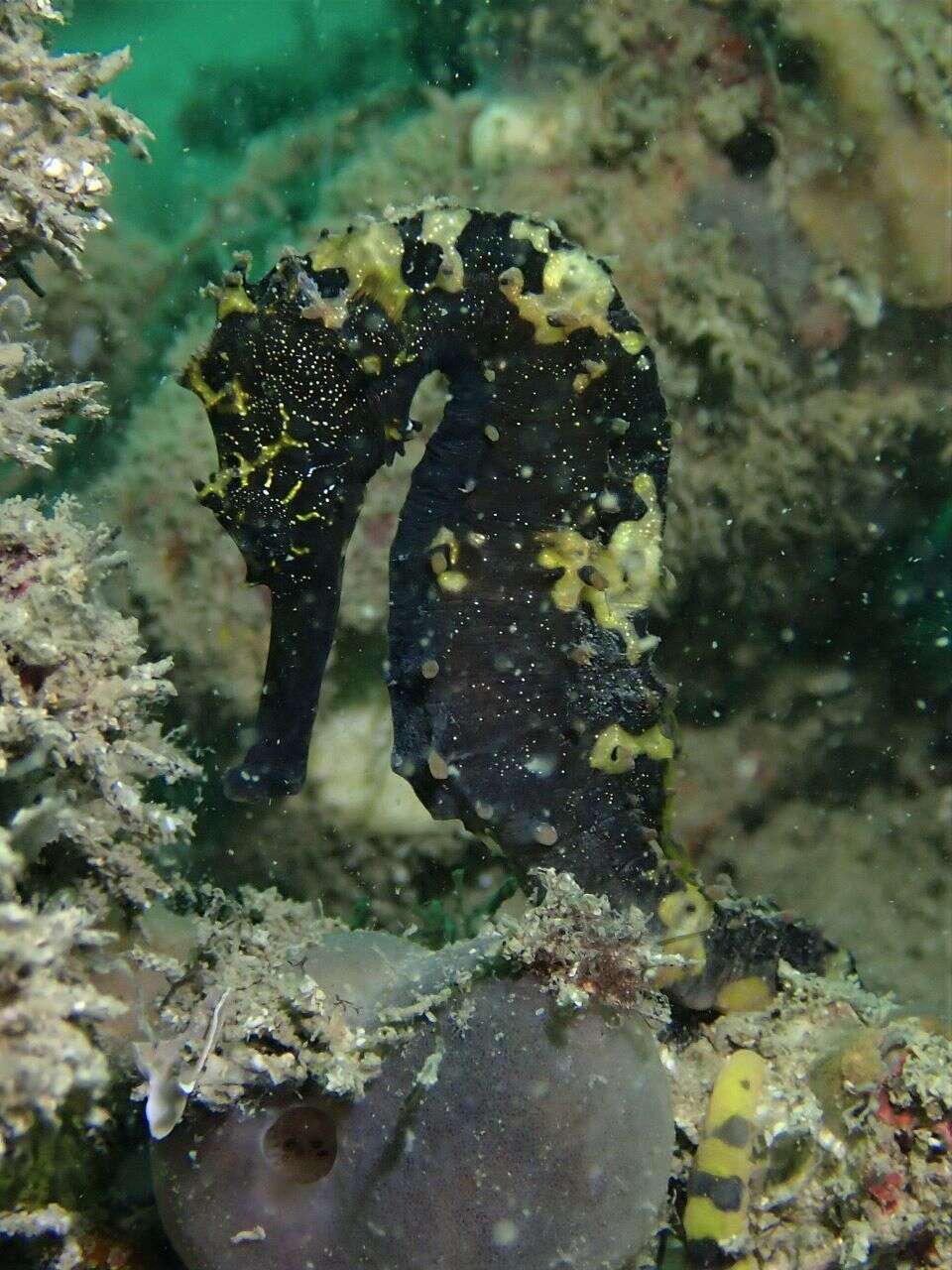 Image of Tiger Tail Seahorse