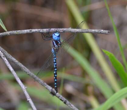 Image of Spatterdock Darner