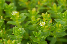 Image of seaside sandplant