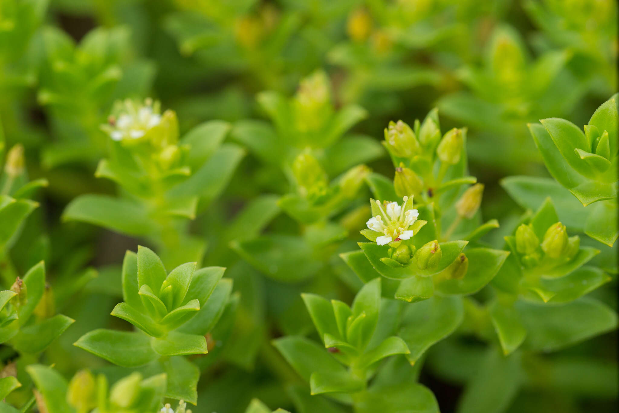 Image of seaside sandplant