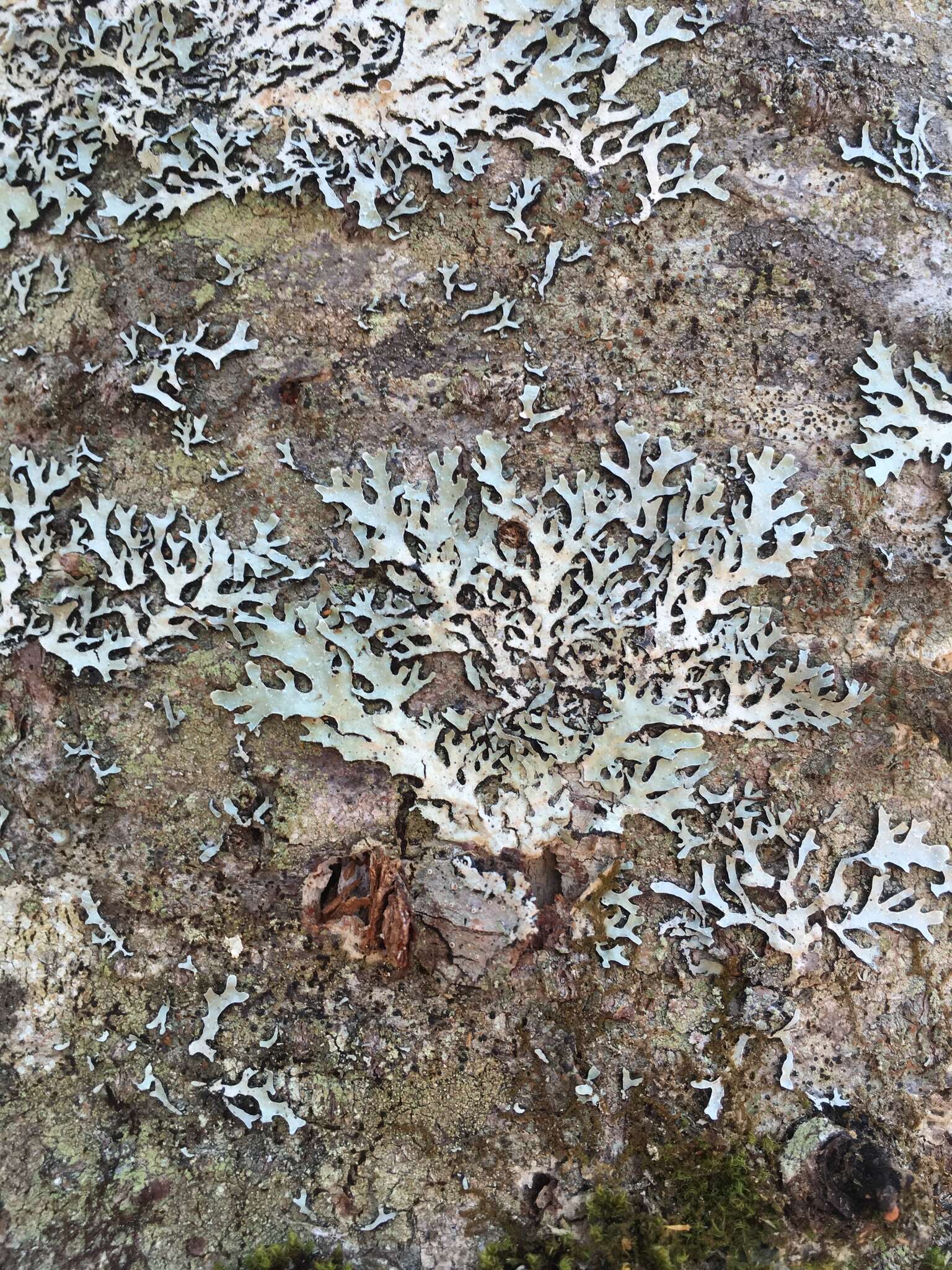 Image of shield lichen