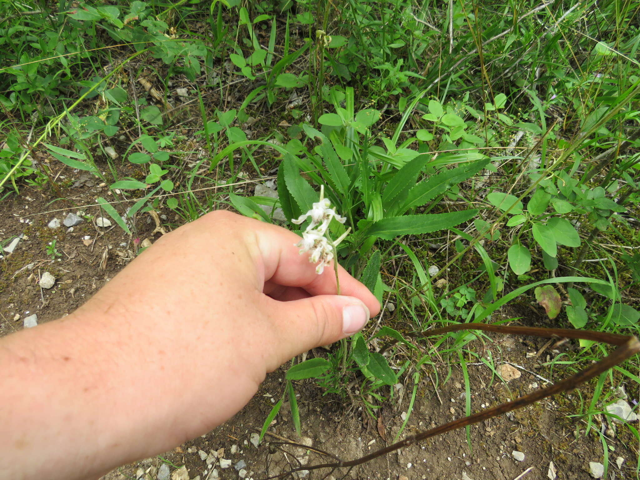 Delphinium carolinianum subsp. calciphilum M. J. Warnock的圖片