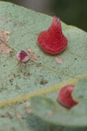 Image of Red Cone Gall Wasp