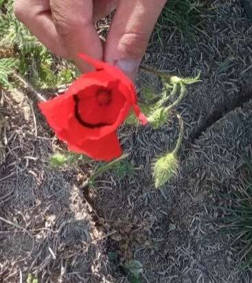 Слика од Papaver pavoninum Fisch. & C. A. Mey.