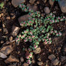 Image of Euphorbia rubriflora N. E. Br.