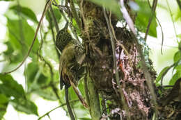 Image of Lineated Foliage-gleaner