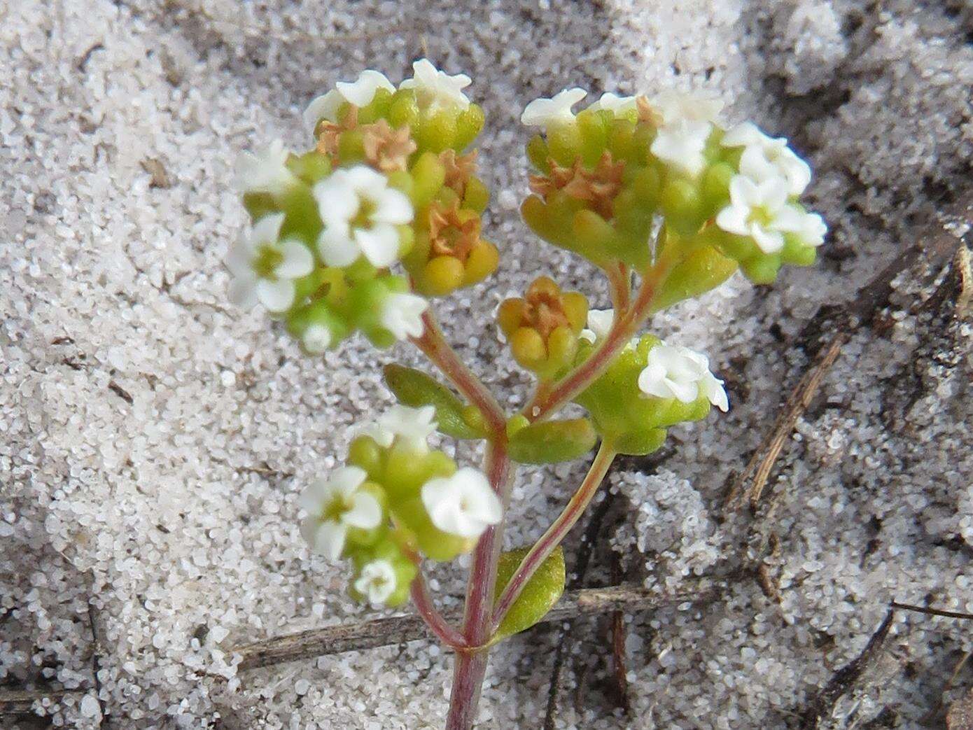 Crassula filiformis (Eckl. & Zeyh.) Dietr. resmi