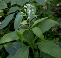 Image of Sweet-Scented Joe-Pye-Weed