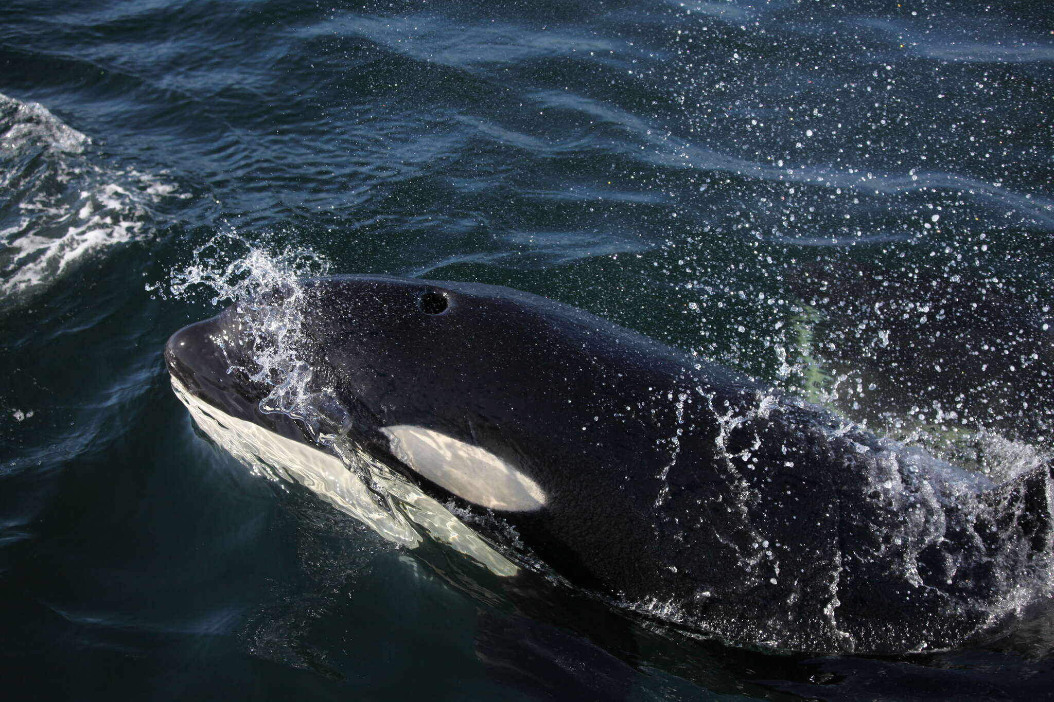 Image of killer whale