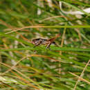 Image of Metrioptera caprai Baccetti 1956