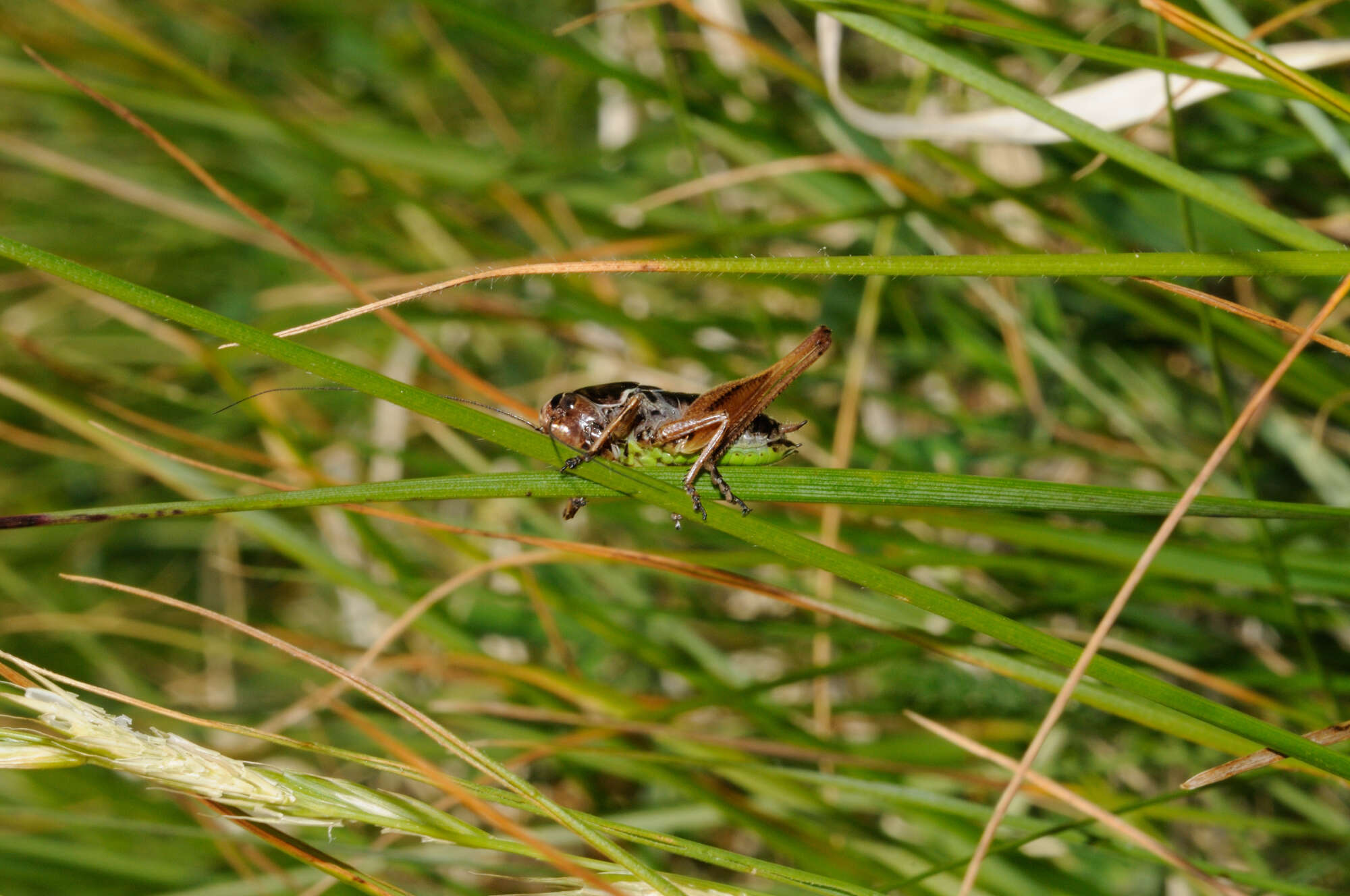 Image of Metrioptera caprai Baccetti 1956