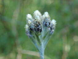 Plancia ëd Antennaria pulcherrima (Hook.) Greene